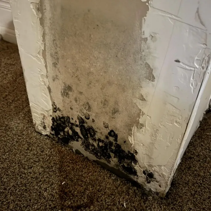 Professional Mold Removal in Goldsboro, NC